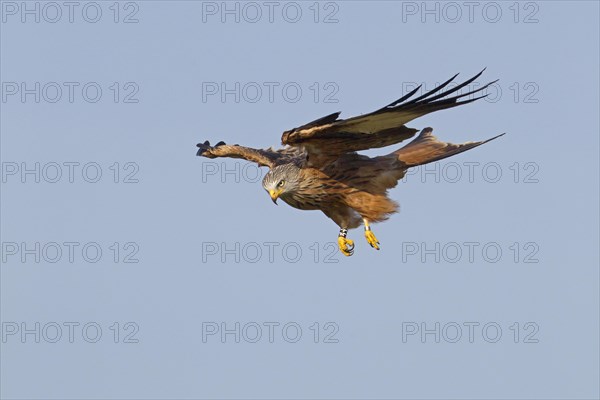 Red Kite (Milvus milvus)