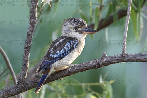 Blue-winged Kookaburra (Dacelo leachii)