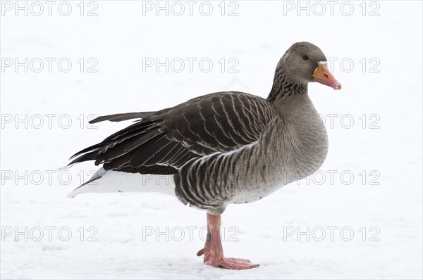 Greylag Goose (Anser anser)