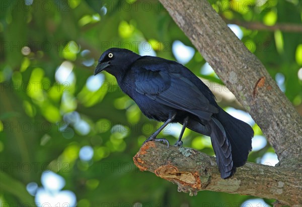 Greater Antillean Grackle (Quiscalus niger crassirostris)