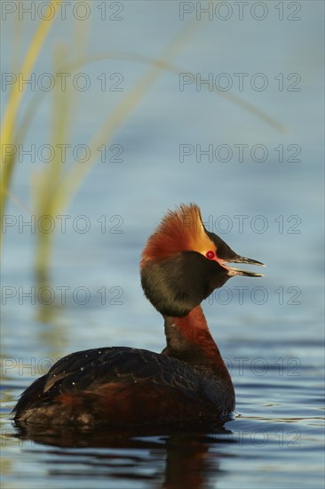 Slavonian Grebe (Podiceps auritus)