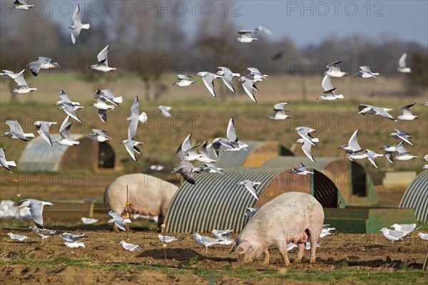 Black-headed Gull (Larus ridibundus)