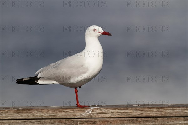 Silver Gull (Larus novaehollandiae)