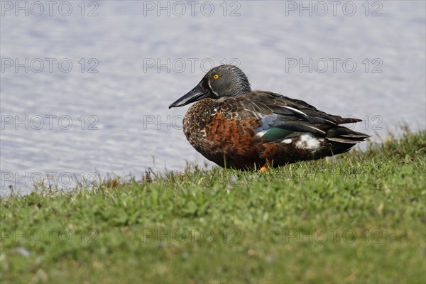 Australasian Shoveler (Anas rhynchotis)