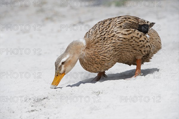 Domestic Duck