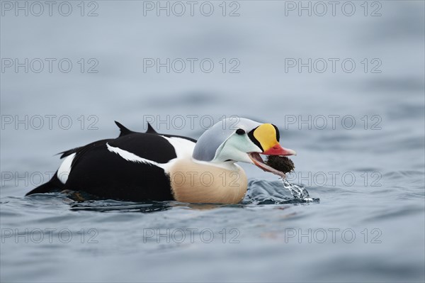 King Eider (Somateria spectabilis)