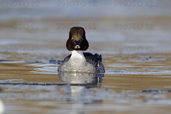 Common Goldeneye (Bucephala clangula)