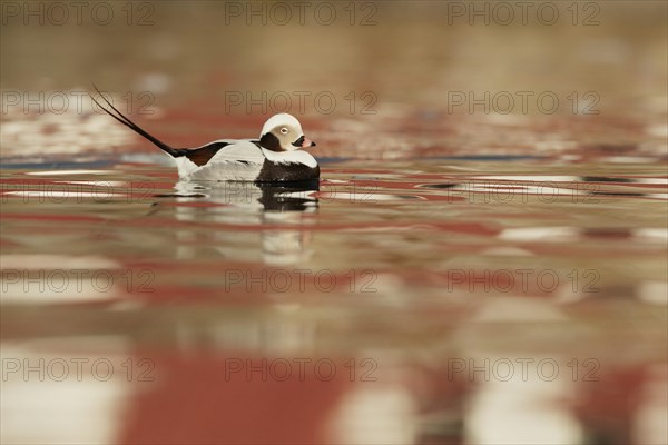 Long-tailed Duck (Clangula hyemalis)