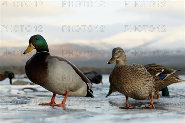 Mallard Duck (Anas platyrhynchos)