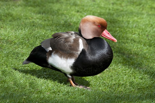 Red-crested Pochard (Netta rufina)