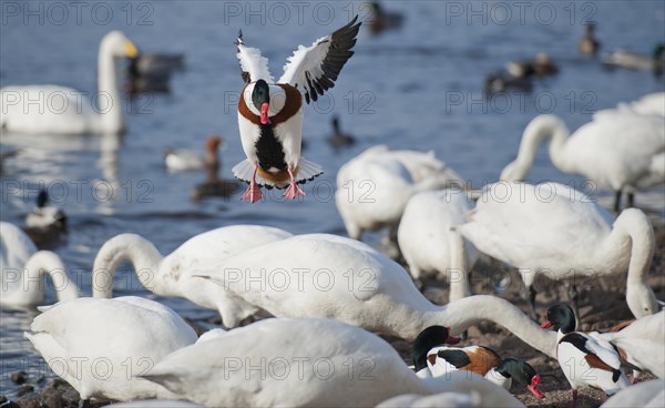 Common Shelduck (Tadorna tadorna)