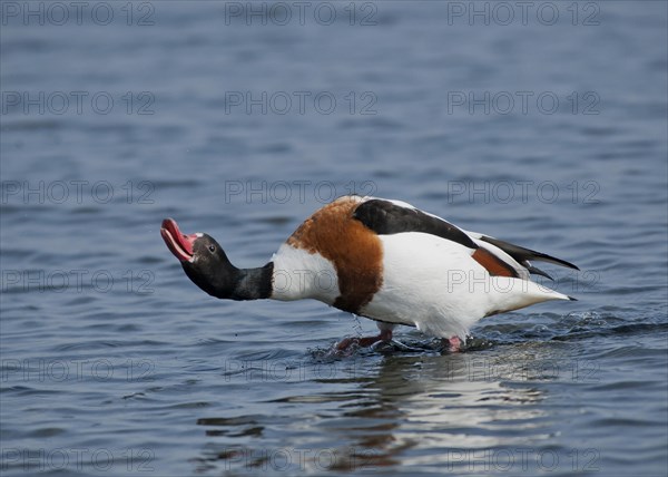 Common Shelduck (Tadorna tadorna)