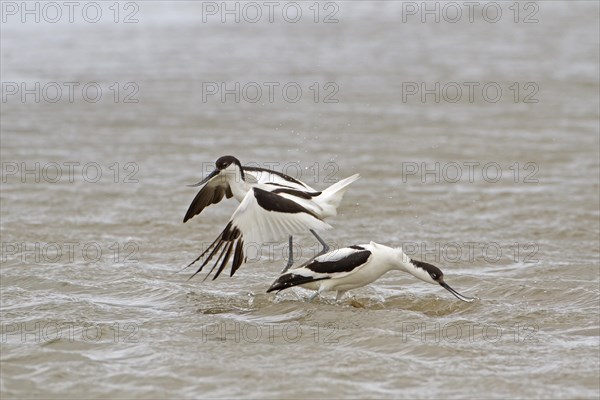 Eurasian Avocet (Recurvirostra avosetta)