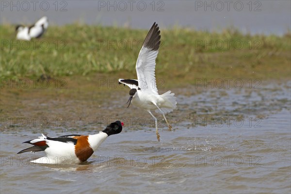 Eurasian Avocet (Recurvirostra avosetta)