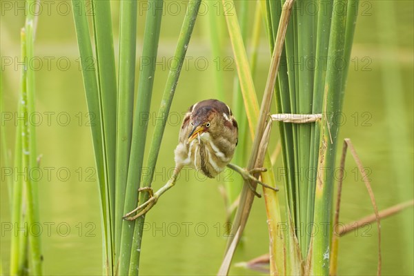 Least Bittern (Ixobrychus exilis)