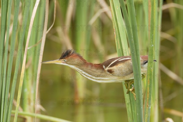 Least Bittern (Ixobrychus exilis)