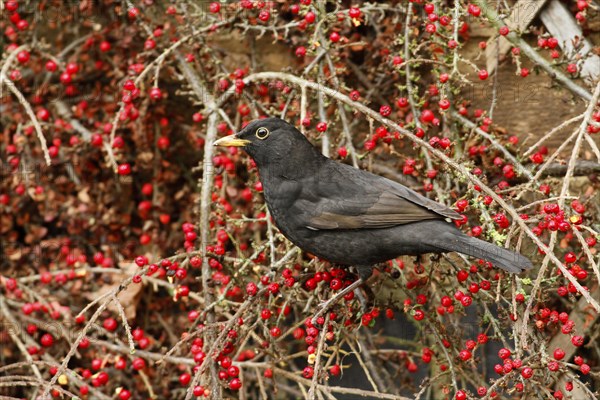 European Blackbird (Turdus merula)