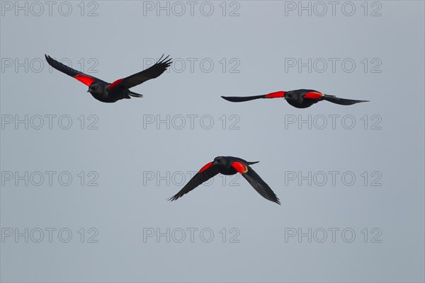 Red-winged Blackbird (Agelaius phoeniceus)