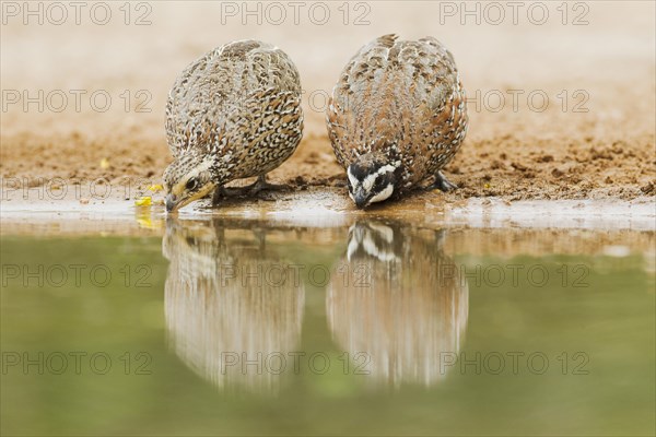 Northern Bobwhite (Colinus virginianus)