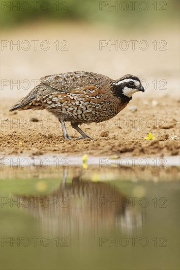 Northern Bobwhite (Colinus virginianus)