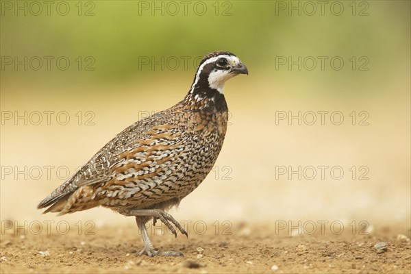 Northern Bobwhite (Colinus virginianus)