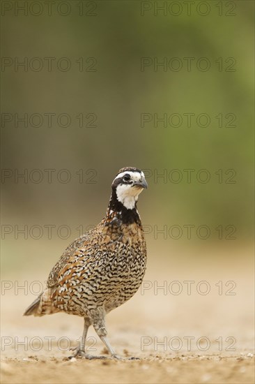 Northern Bobwhite (Colinus virginianus)