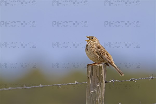 Corn Bunting (Miliaria calandra)