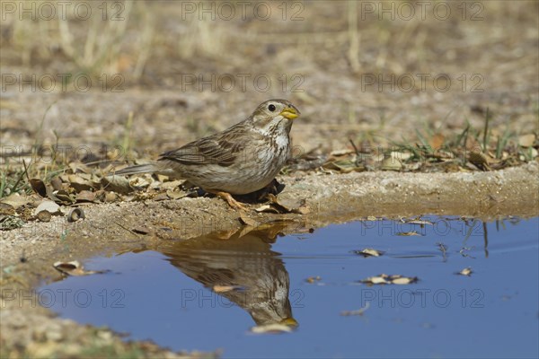 Corn Bunting (Miliaria calandra)