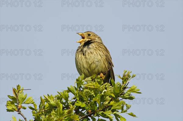 Corn Bunting (Miliaria calandra)