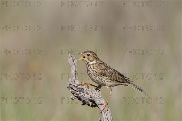 Corn Bunting (Miliaria calandra)