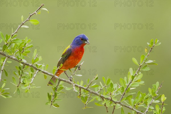 Painted Bunting (Passerina ciris)