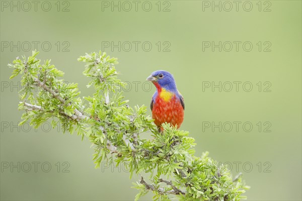 Painted Bunting (Passerina ciris)