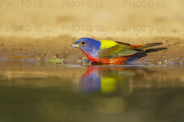 Painted Bunting (Passerina ciris)