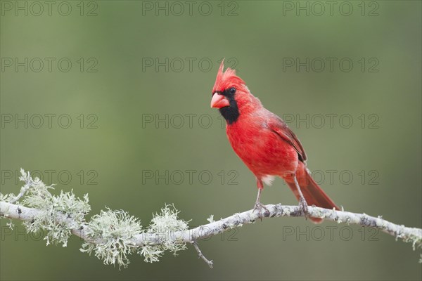 Northern Cardinal (Cardinalis cardinalis)