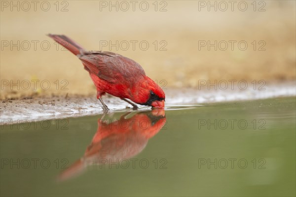 Northern Cardinal (Cardinalis cardinalis)