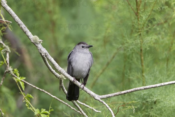 Grey Catbird (Dumetella carolinensis)