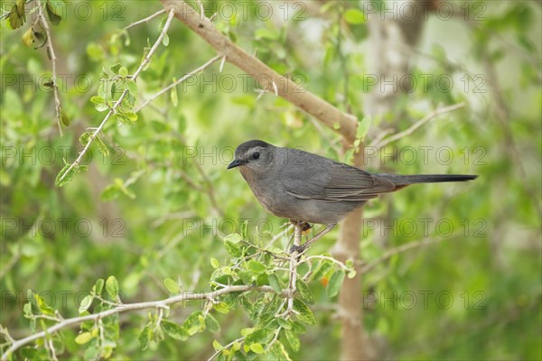 Grey Catbird (Dumetella carolinensis)