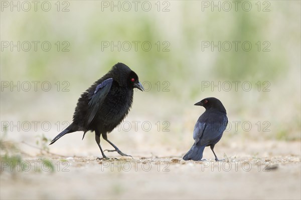 Bronzed Cowbird (Molothrus aeneus)