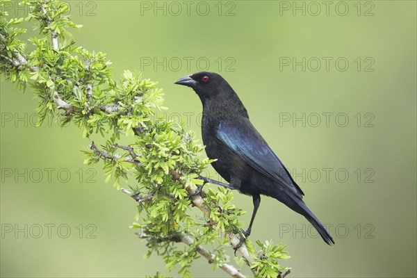 Bronzed Cowbird (Molothrus aeneus)