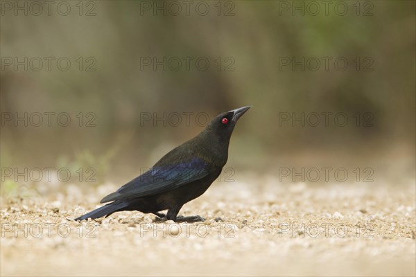 Bronzed Cowbird (Molothrus aeneus)