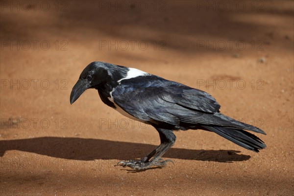 Pied Crow (Corvus albus)