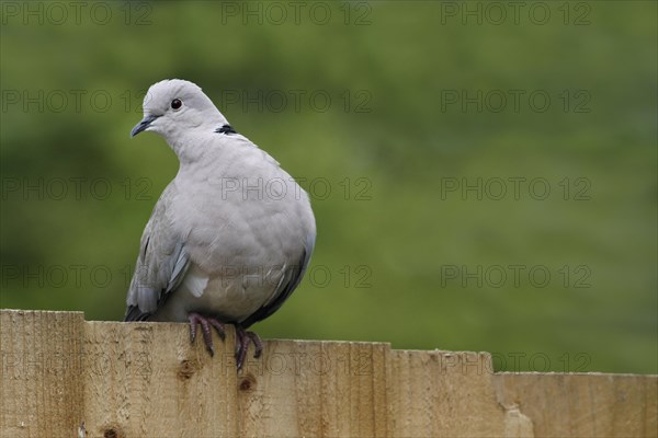 Eurasian Collared Dove (Streptopelia decaocto)