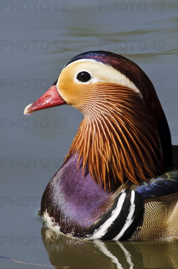 Mandarin Duck (Aix galericulata)