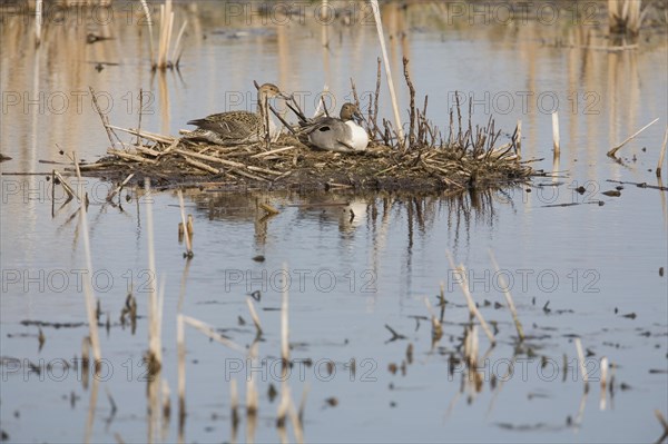 Northern Pintails (Anas acuta)