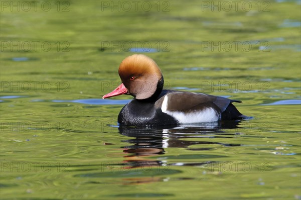 Red-crested Pochard (Netta rufina)