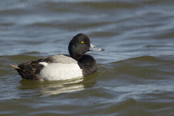 Greater Scaup (Aythya marila)