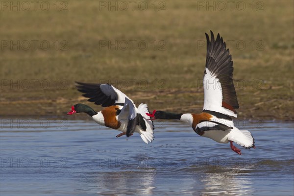 Common Shelducks (Tadorna tadorna)