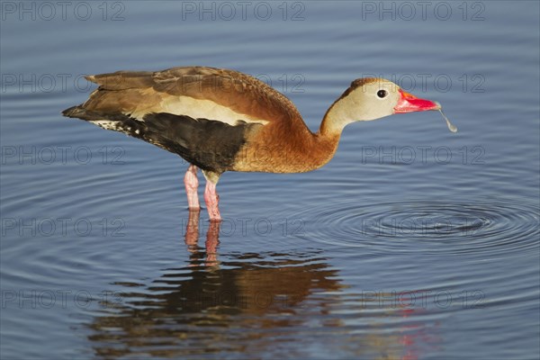 Red-billed Whistling-duck (Dendrocygna autumnalis)