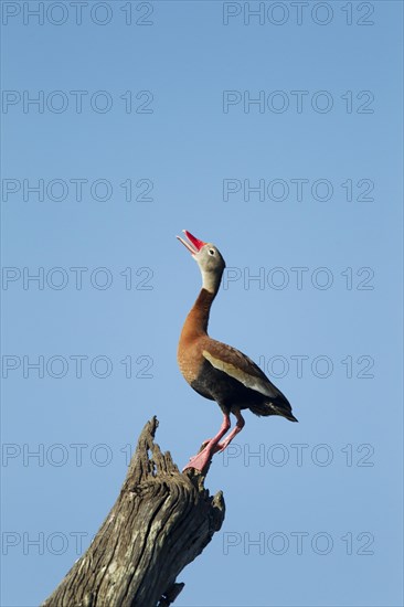 Red-billed Whistling-duck (Dendrocygna autumnalis)