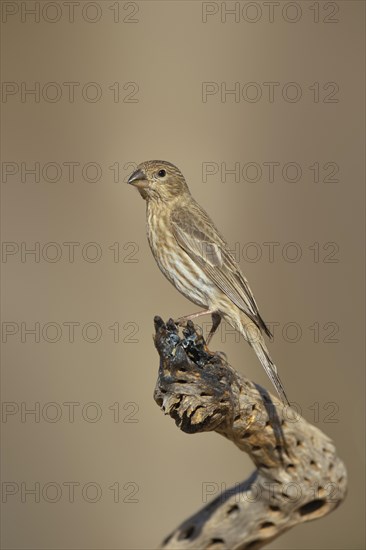 House Finch (Carpodacus mexicanus)